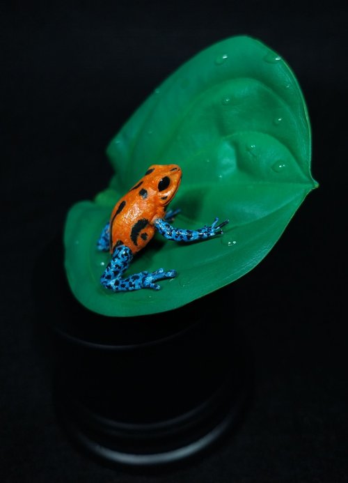 dart frog