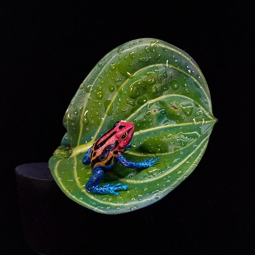 Poison dart frog