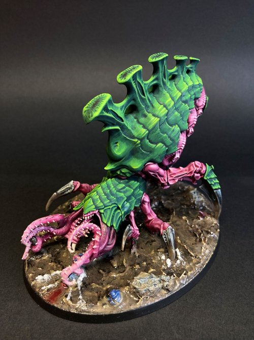Watermelon Bug