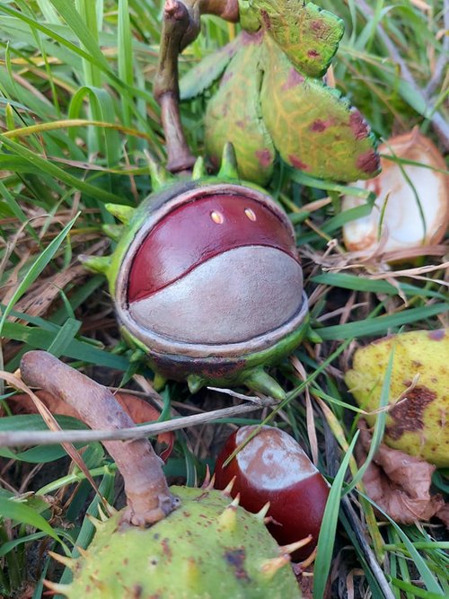 Autumn Haro