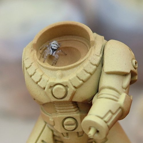 Jumping spider (obviously don't include this in a